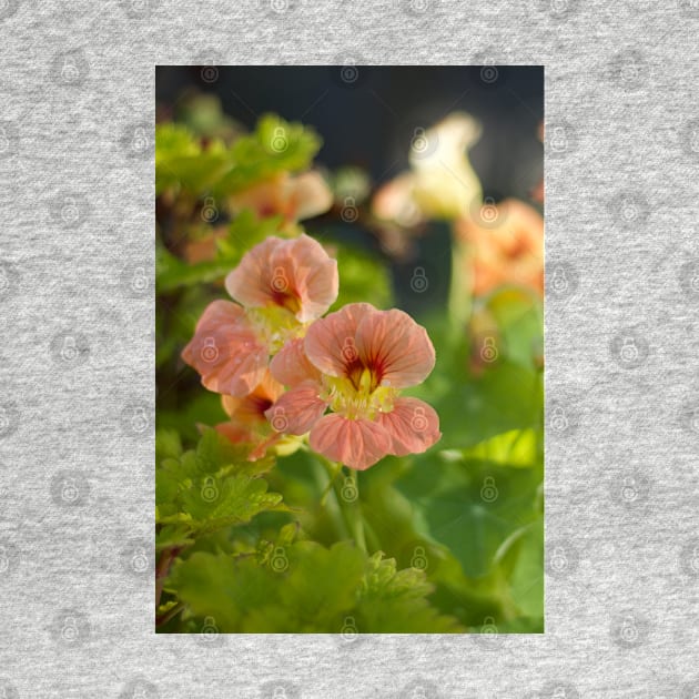 Nasturtium by MistyLakeArt